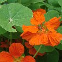 Tropaeolum majus 'WhirlyBird Tangerine' fleur